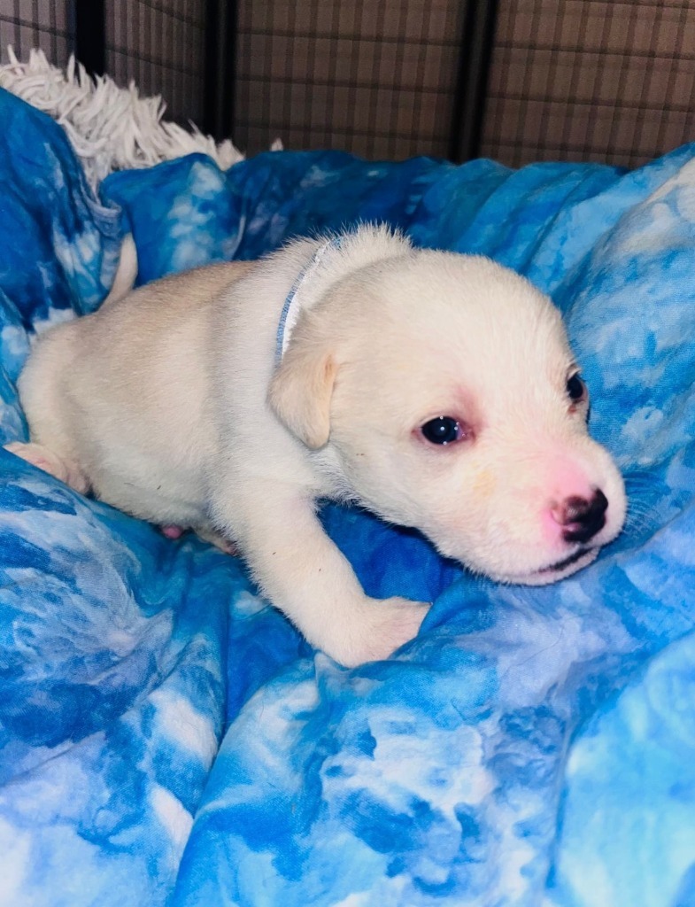 Sienne, an adoptable Terrier in San Juan de Abajo, NAY, 63732 | Photo Image 4