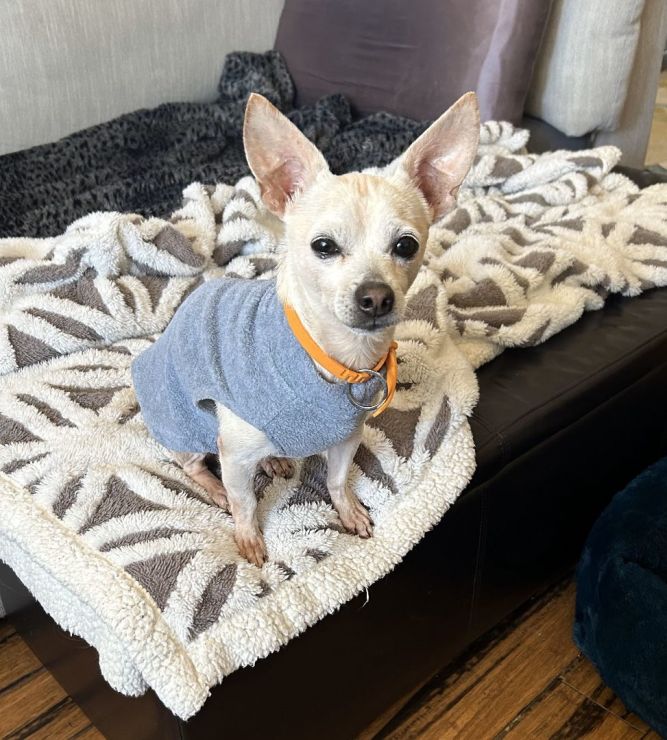 Dog for adoption Brando 7 pound 2 year Old Adorable Chihuahua a
