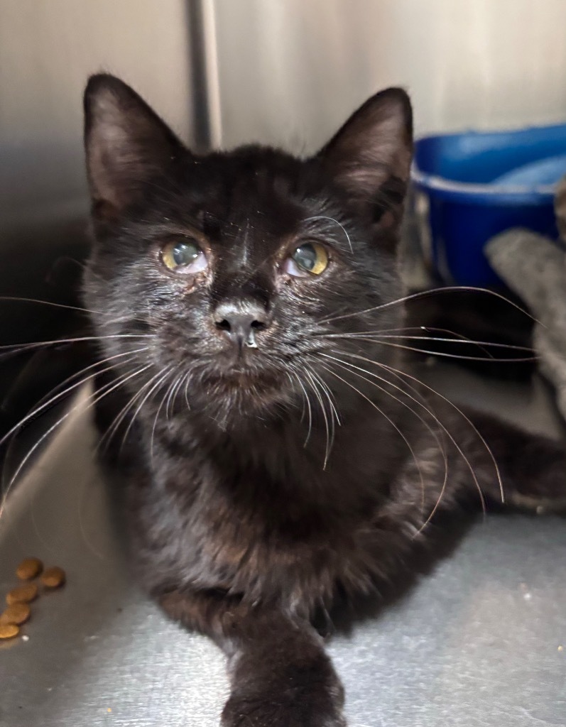 Elsie, an adoptable Domestic Short Hair in Corpus Christi, TX, 78415 | Photo Image 1