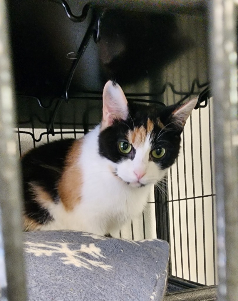 Kali, an adoptable Domestic Short Hair in Saginaw, MI, 48604 | Photo Image 1