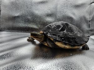 Tamaki, Senior Male unknown