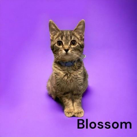 Blossom C15686: No Longer Accepting Applications
