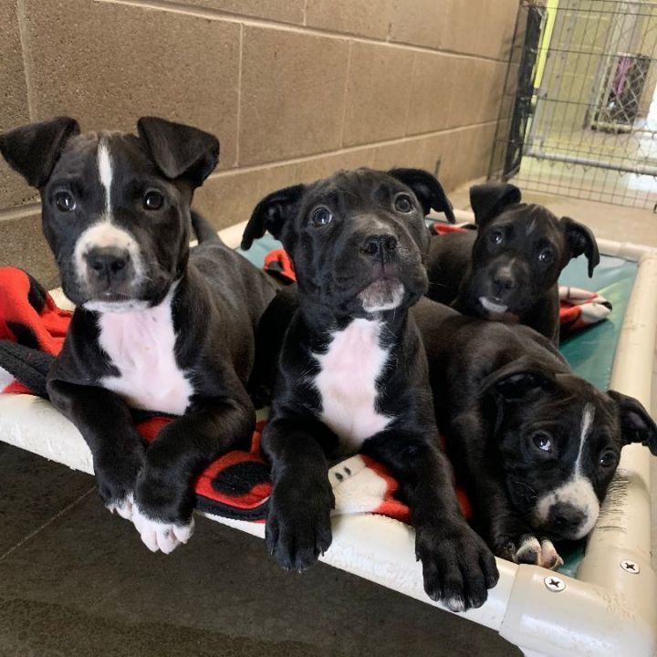 Puppies!, an adoptable Terrier Mix in Lake Odessa, MI_image-1