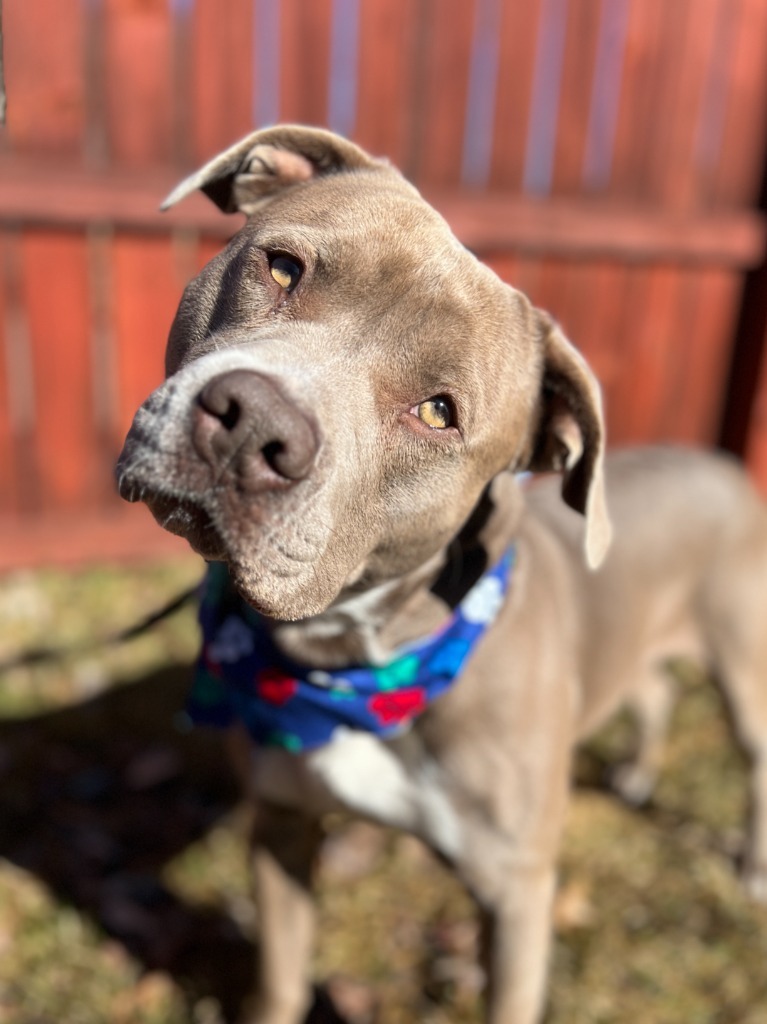 Trooper, an adoptable Mixed Breed in Menomonie, WI, 54751 | Photo Image 1