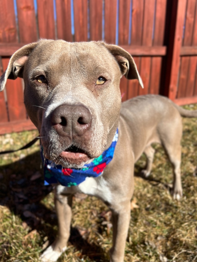 Trooper, an adoptable Mixed Breed in Menomonie, WI, 54751 | Photo Image 2