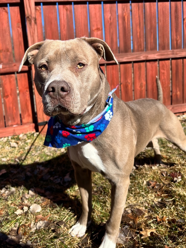 Trooper, an adoptable Mixed Breed in Menomonie, WI, 54751 | Photo Image 3