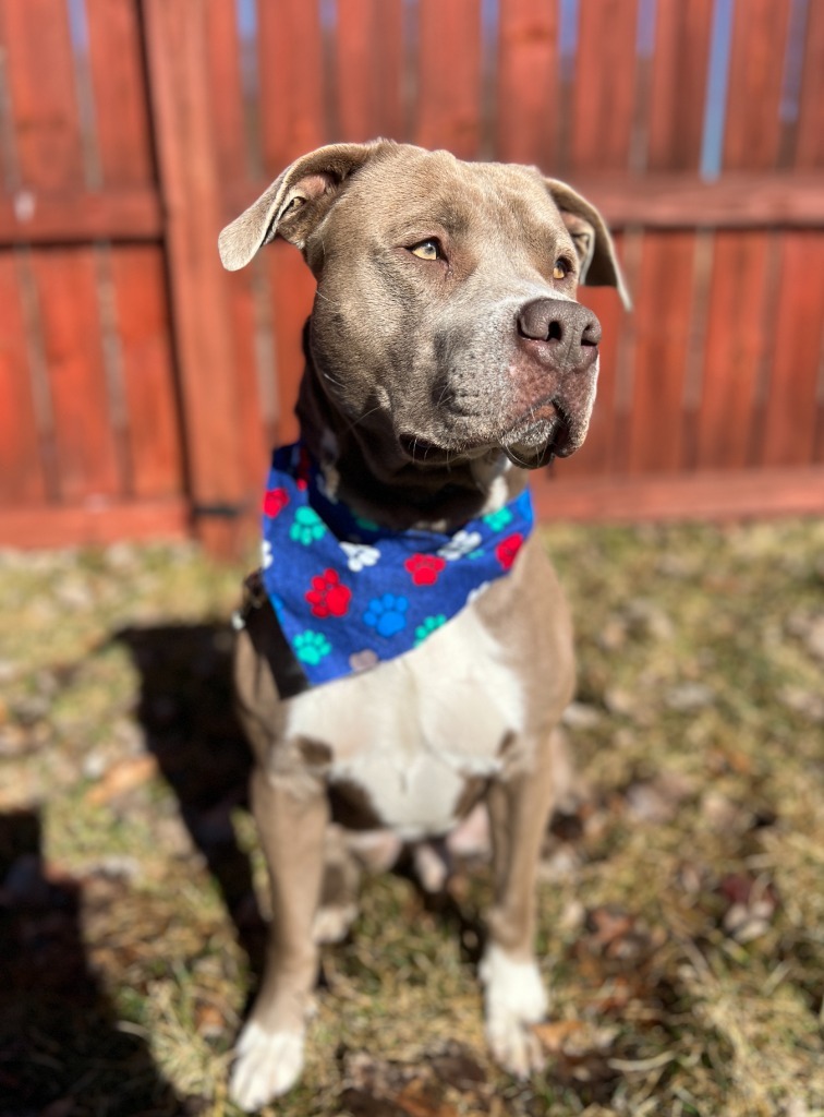 Trooper, an adoptable Mixed Breed in Menomonie, WI, 54751 | Photo Image 4