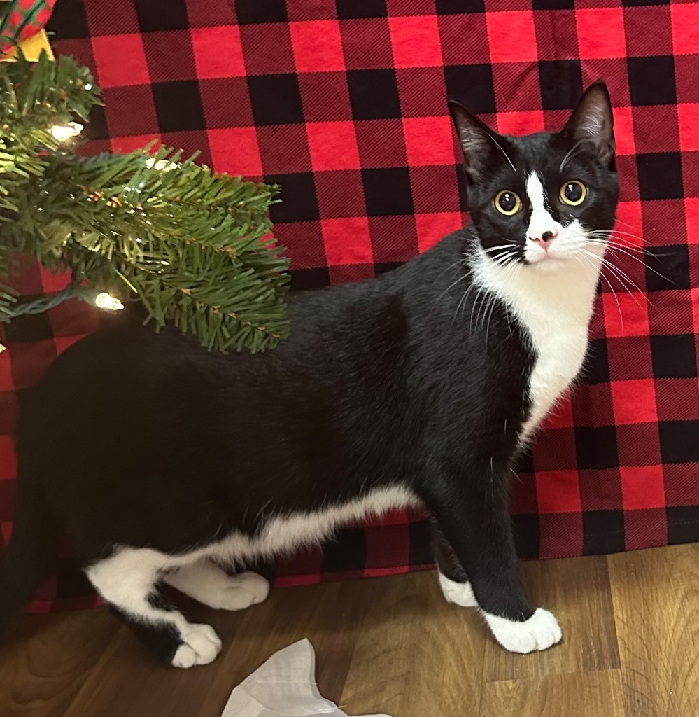 2/2/24 - Mystery, an adoptable Domestic Short Hair in Stillwater, OK, 74074 | Photo Image 1