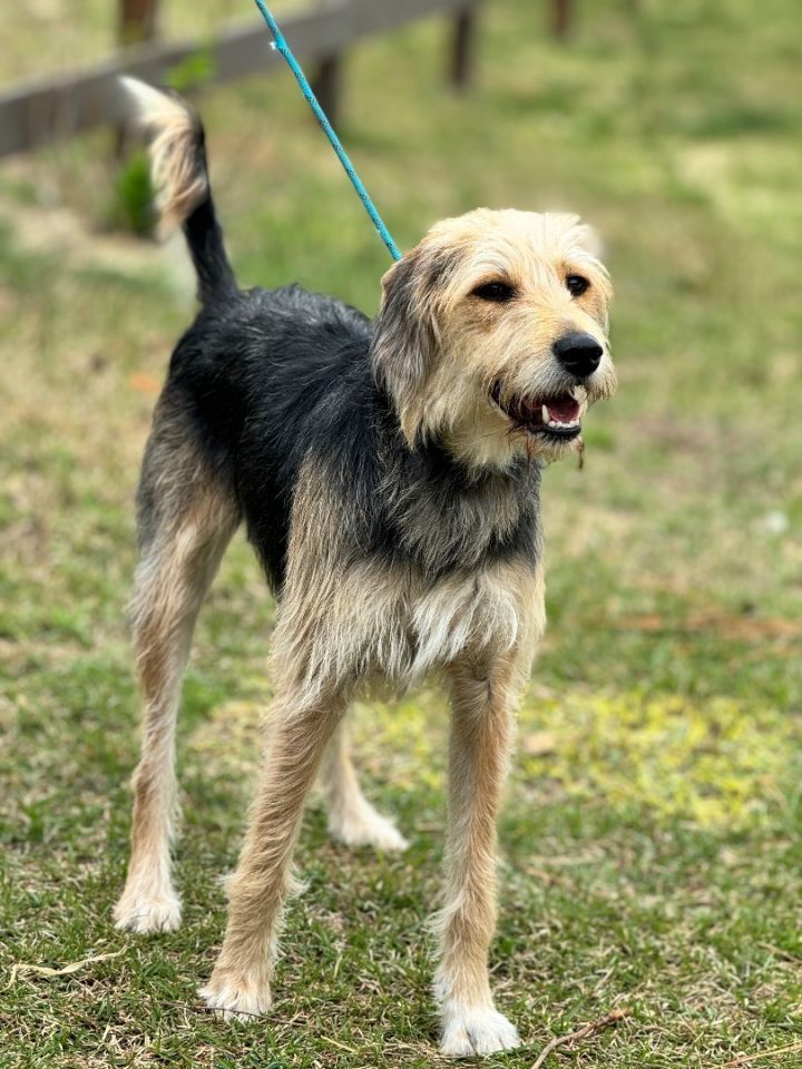 Airedale golden retriever sales mix