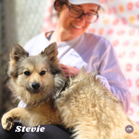 Stevie, an adoptable Keeshond, American Eskimo Dog in Hopkinton, MA, 01748 | Photo Image 1