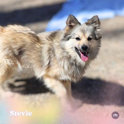Stevie, an adoptable Keeshond, American Eskimo Dog in Hopkinton, MA, 01748 | Photo Image 2