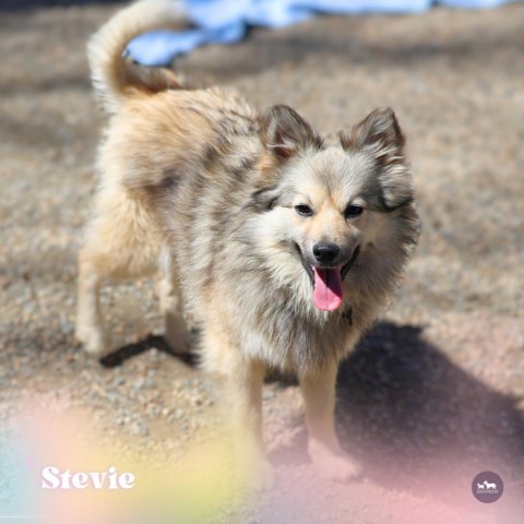 Stevie, an adoptable Keeshond, American Eskimo Dog in Hopkinton, MA, 01748 | Photo Image 3