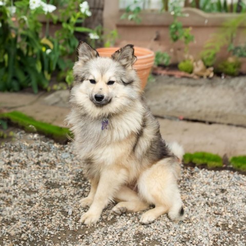Stevie, an adoptable Keeshond, American Eskimo Dog in Hopkinton, MA, 01748 | Photo Image 5