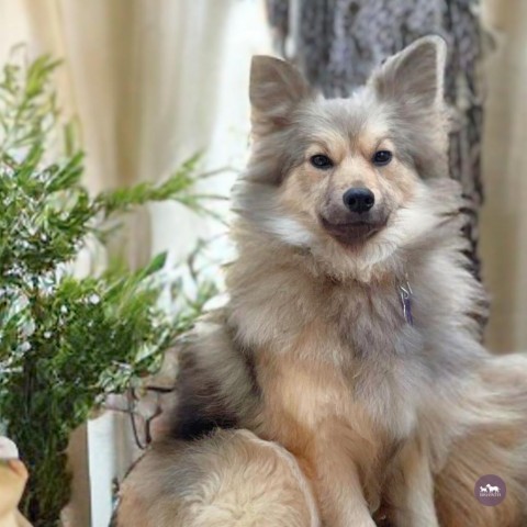 Stevie, an adoptable Keeshond, American Eskimo Dog in Hopkinton, MA, 01748 | Photo Image 6
