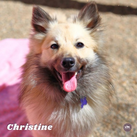 Christine, an adoptable Keeshond, American Eskimo Dog in Hopkinton, MA, 01748 | Photo Image 1