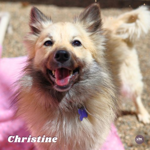 Christine, an adoptable Keeshond, American Eskimo Dog in Hopkinton, MA, 01748 | Photo Image 2