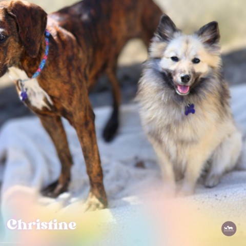 Christine, an adoptable Keeshond, American Eskimo Dog in Hopkinton, MA, 01748 | Photo Image 3