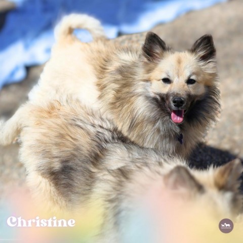 Christine, an adoptable Keeshond, American Eskimo Dog in Hopkinton, MA, 01748 | Photo Image 4