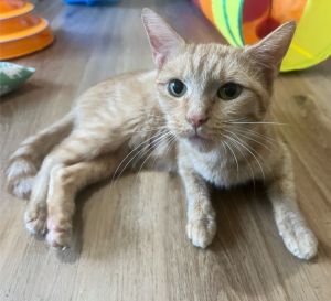 Meet Mango a delightful 3-year-old female orange tabby cat ready to bring sunshine into your life 