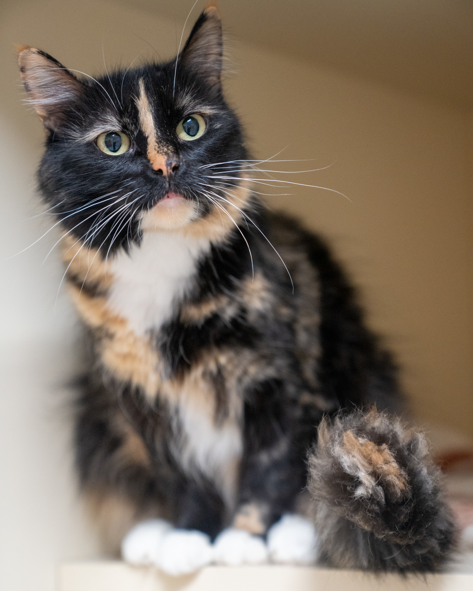 Nala, an adoptable Domestic Long Hair, Domestic Short Hair in Pequot Lakes, MN, 56472 | Photo Image 1