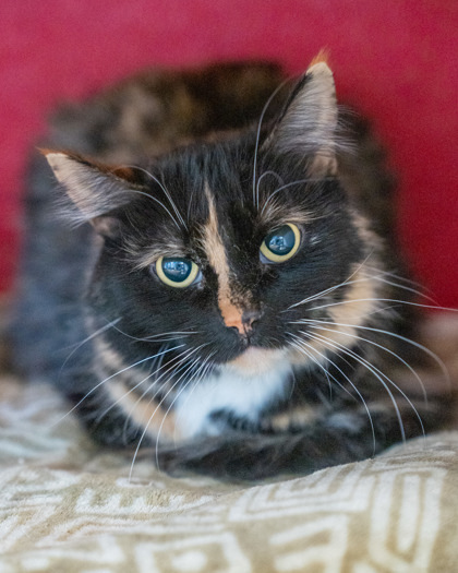 Nala, an adoptable Domestic Long Hair, Domestic Short Hair in Pequot Lakes, MN, 56472 | Photo Image 3