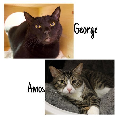 George & Amos - BONDED 1