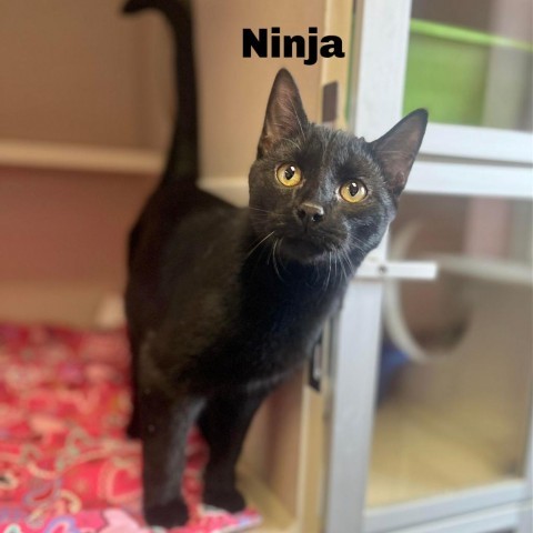 Ninja 240107
