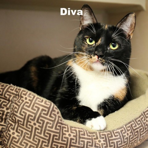 Diva 240183, an adoptable Domestic Short Hair in Escanaba, MI, 49829 | Photo Image 1