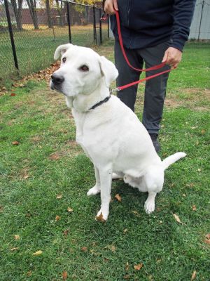 Second chance animal rescue white best sale bear lake