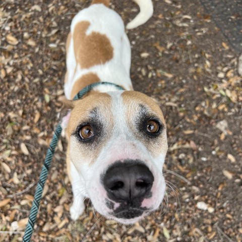 Luca, an adoptable Terrier in Corpus Christi, TX, 78415 | Photo Image 1