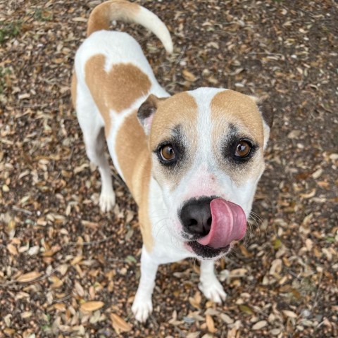 Luca, an adoptable Terrier in Corpus Christi, TX, 78415 | Photo Image 2