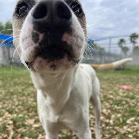 Luca, an adoptable Terrier in Corpus Christi, TX, 78415 | Photo Image 3