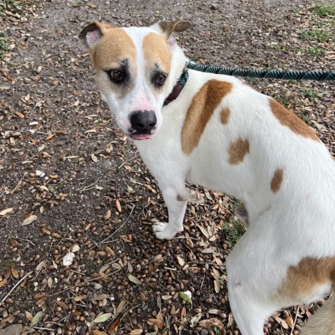 Luca, an adoptable Terrier in Corpus Christi, TX, 78415 | Photo Image 4