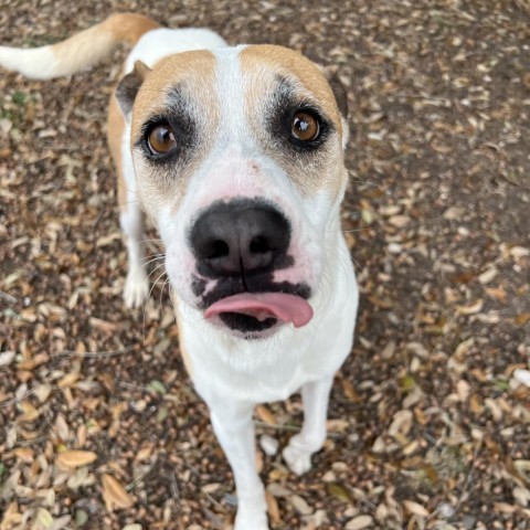 Luca, an adoptable Terrier in Corpus Christi, TX, 78415 | Photo Image 5