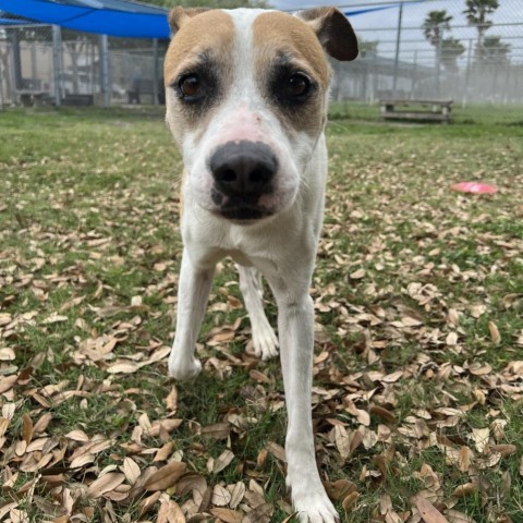 Luca, an adoptable Terrier in Corpus Christi, TX, 78415 | Photo Image 6