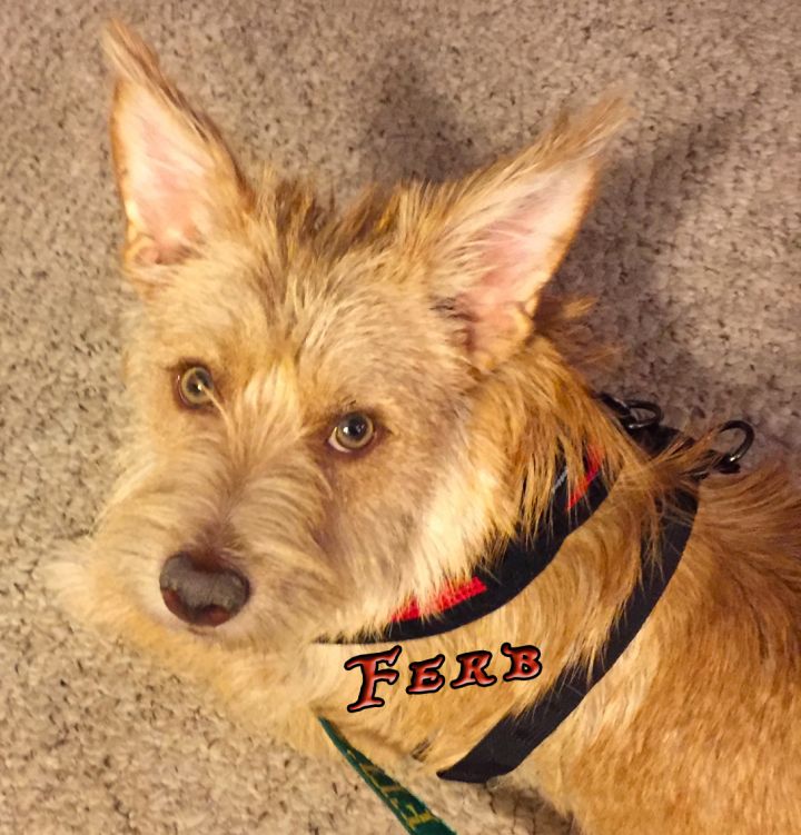 Cairn terrier best sale corgi mix