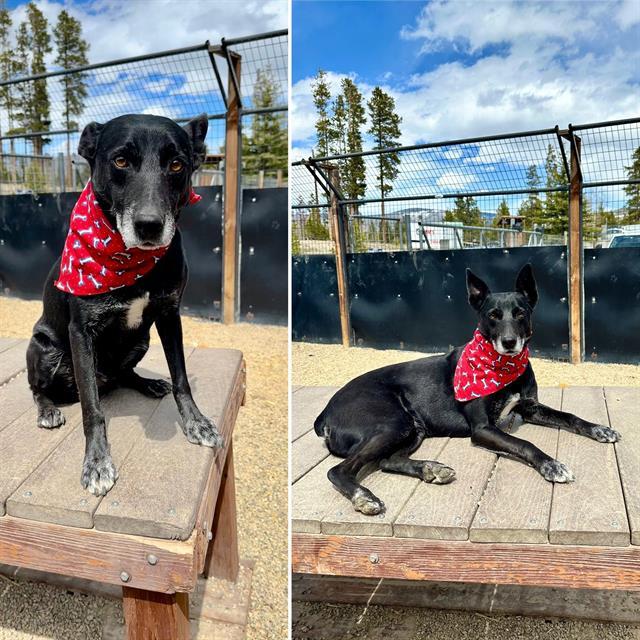 RECON, an adoptable Australian Cattle Dog / Blue Heeler, Mixed Breed in Frisco, CO, 80443 | Photo Image 1