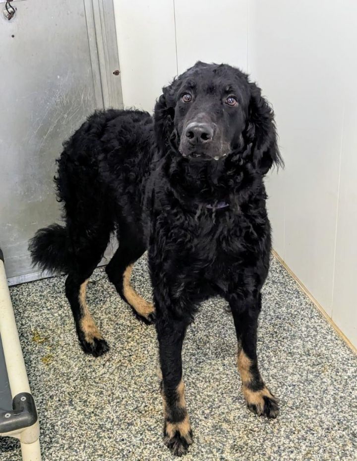 Petfinder flat best sale coated retriever