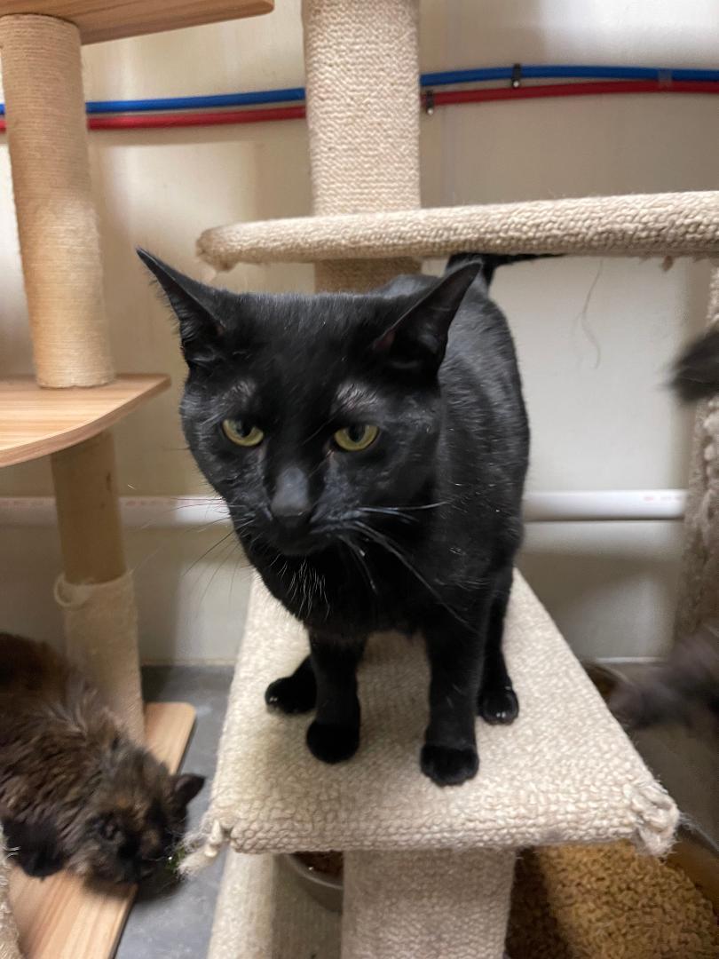 Namora, an adoptable Domestic Short Hair in Park Falls, WI, 54552 | Photo Image 1