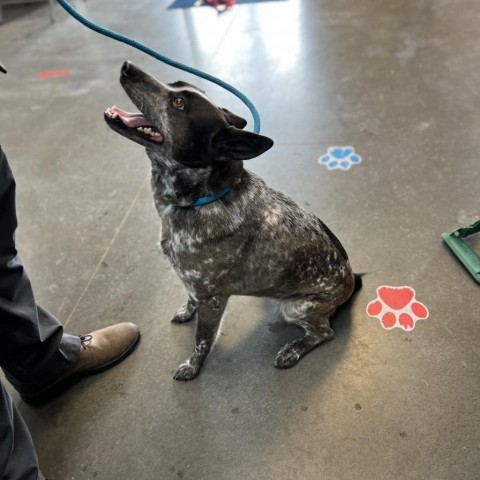 Kira, an adoptable Australian Cattle Dog / Blue Heeler, Border Collie in Idaho Falls, ID, 83402 | Photo Image 1