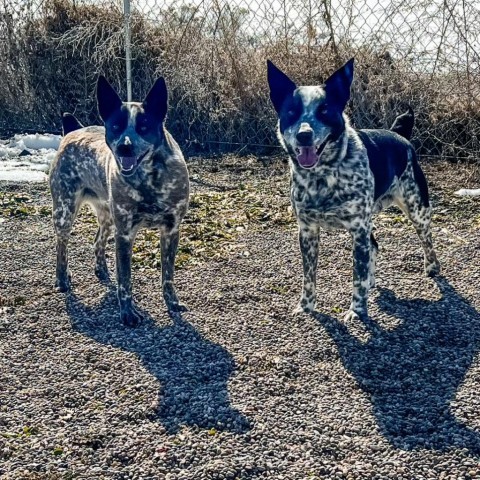 Kira, an adoptable Australian Cattle Dog / Blue Heeler, Border Collie in Idaho Falls, ID, 83402 | Photo Image 2