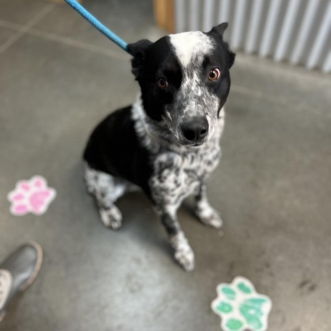 Hero, an adoptable Australian Cattle Dog / Blue Heeler, Border Collie in Idaho Falls, ID, 83402 | Photo Image 1