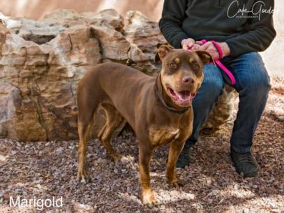 MARIGOLD, an adoptable Mixed Breed in Santa Fe, NM, 87507 | Photo Image 1