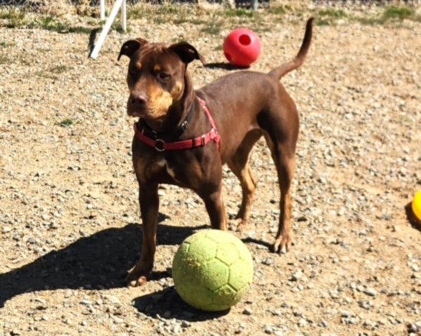 MARIGOLD, an adoptable Mixed Breed in Santa Fe, NM, 87507 | Photo Image 1