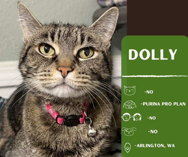 Dolly, an adoptable Domestic Short Hair in Arlington, WA, 98223 | Photo Image 1