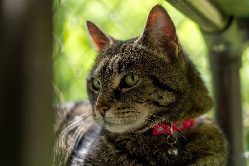 Dolly, an adoptable Domestic Short Hair in Arlington, WA, 98223 | Photo Image 2