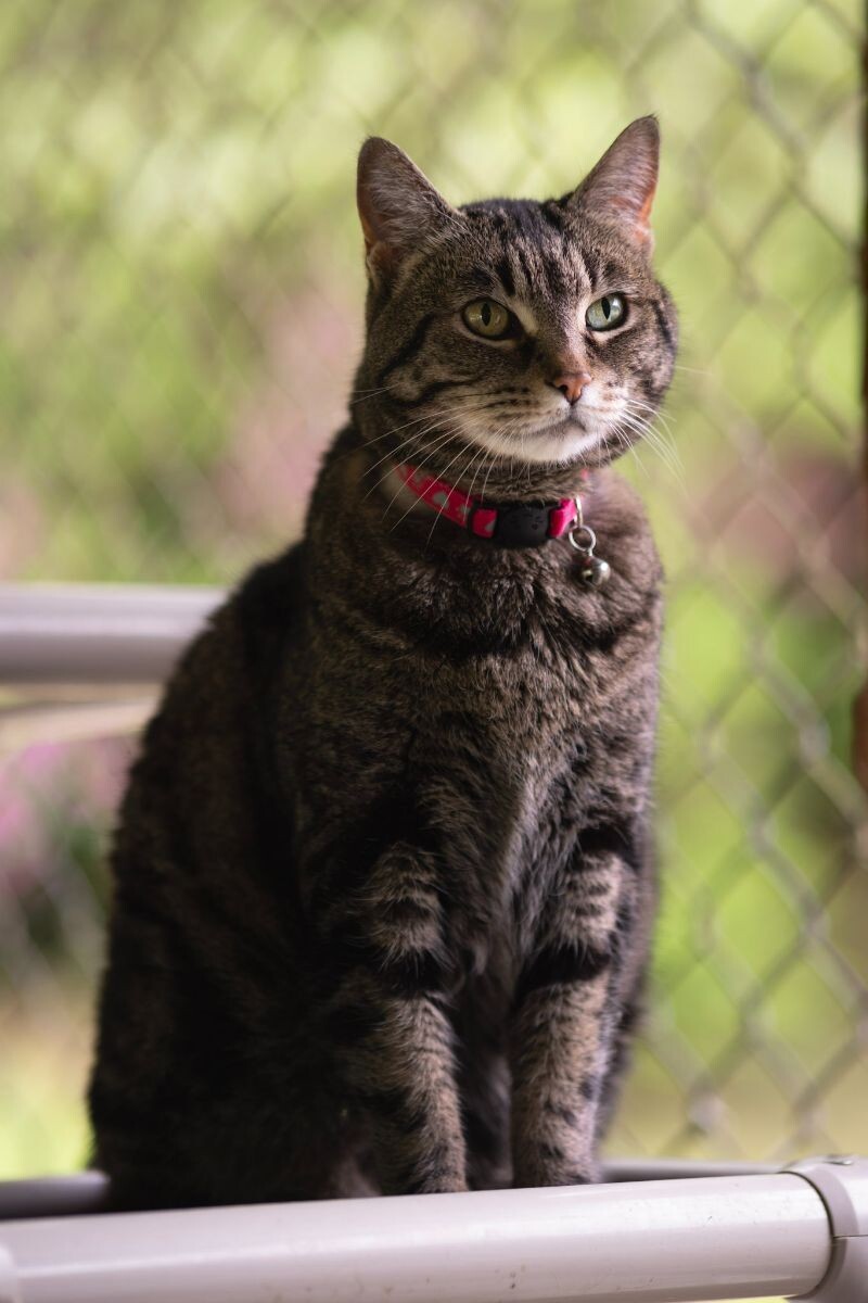 Dolly, an adoptable Domestic Short Hair in Arlington, WA, 98223 | Photo Image 3