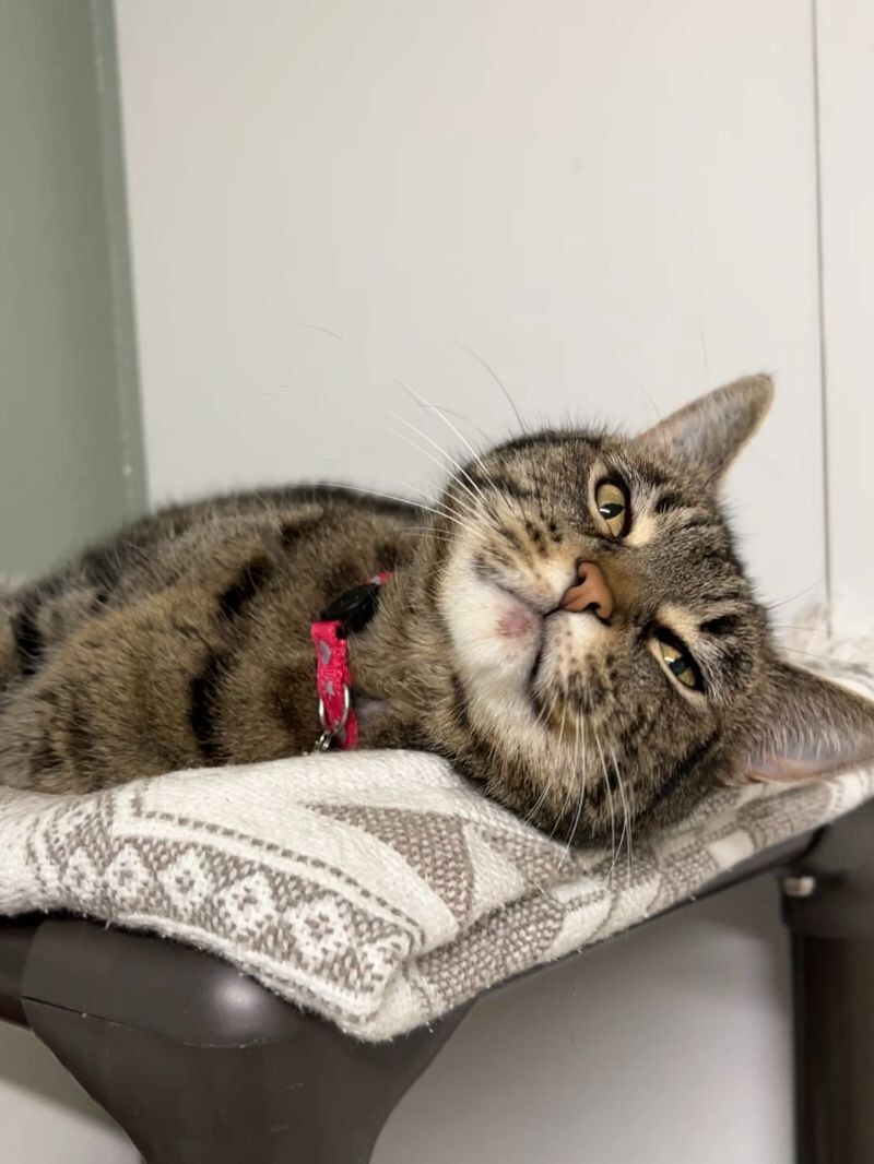 Dolly, an adoptable Domestic Short Hair in Arlington, WA, 98223 | Photo Image 5