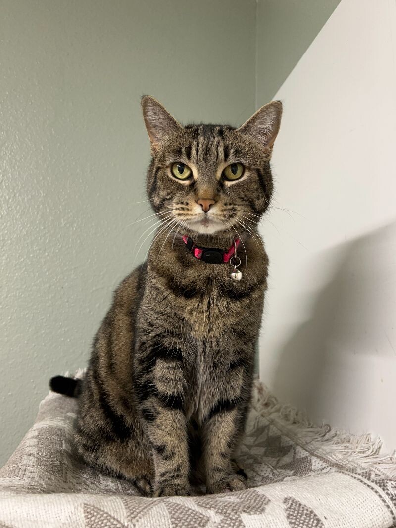 Dolly, an adoptable Domestic Short Hair in Arlington, WA, 98223 | Photo Image 6