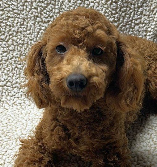 Dog for adoption GRIFF, a Poodle in Rossford, OH Petfinder